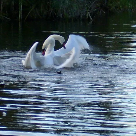 Mit Balkon, Zimmermann
