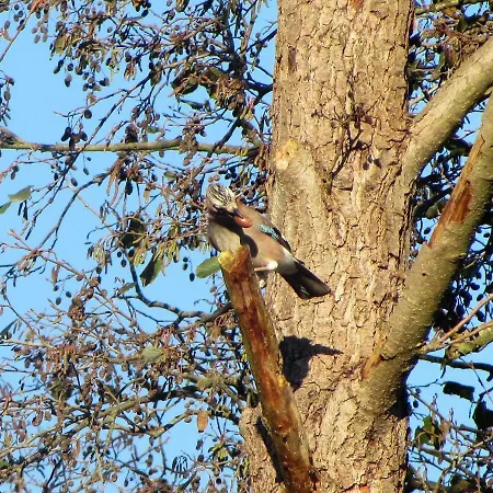 Mit Balkon, Zimmermann Apartman Strasen