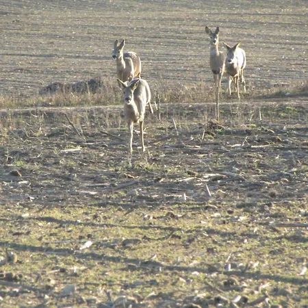 Apartman Mit Balkon, Zimmermann *