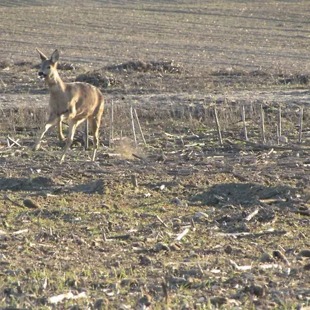 Apartman Mit Balkon, Zimmermann *