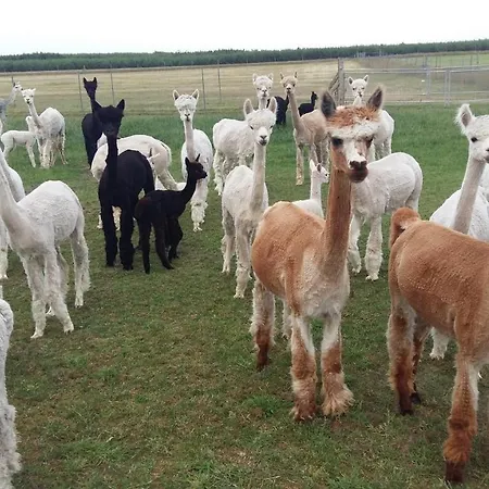 Mit Balkon, Zimmermann Apartman Strasen
