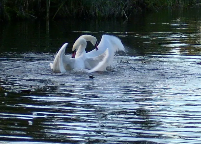 Mit Balkon, Zimmermann