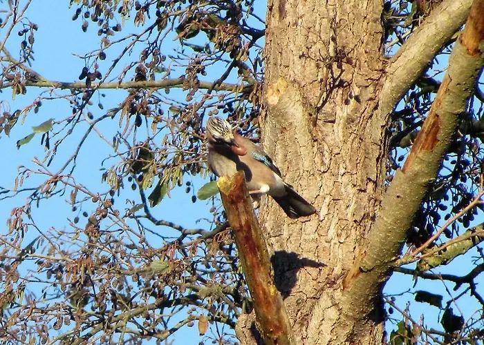 Mit Balkon, Zimmermann Apartamento Strasen
