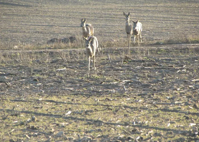 アパート Mit Balkon, Zimmermann *