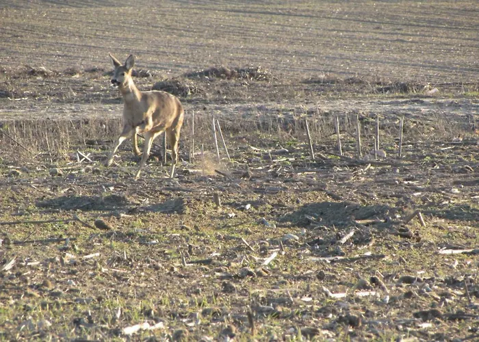 Apartamento Mit Balkon, Zimmermann *