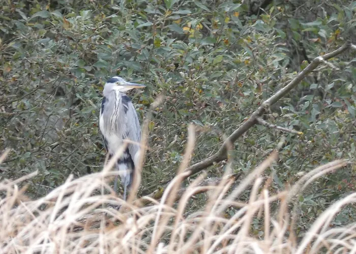 Mit Balkon, Zimmermann *